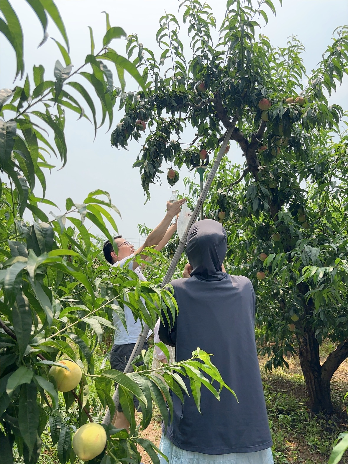 बीजिंग झोंगपिंग टीम बिल्डिंग गतिविधि  प्रकृति को गले लगाना3